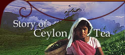 Story of Ceylon Tea